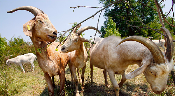 05goats-600