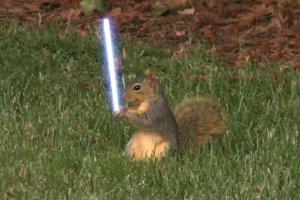 Jedi-Squirrel