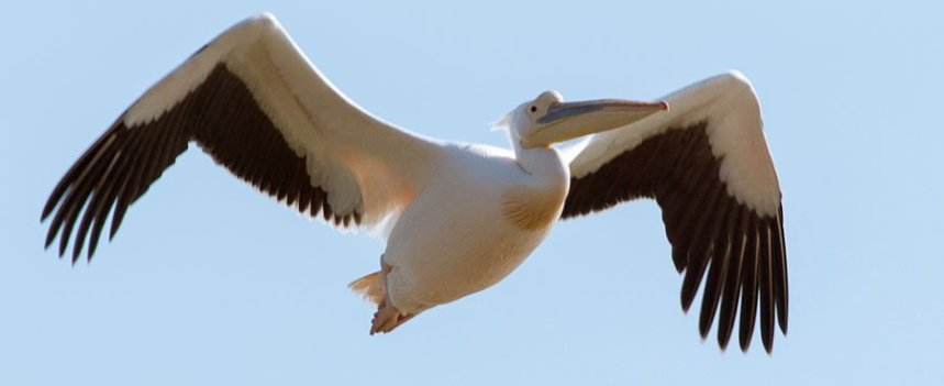 pellicanomolentargius_fotopaolonurchis_full