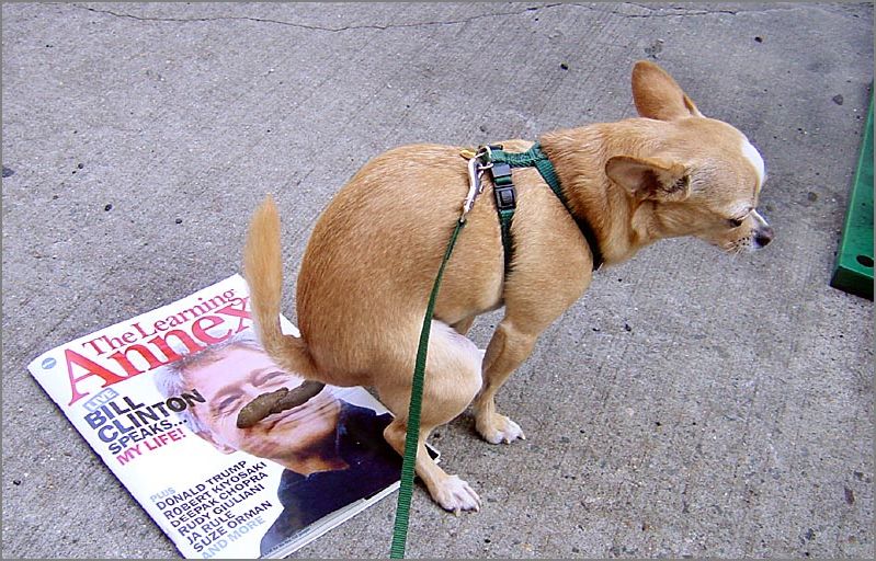 Chihuahua_che_caga