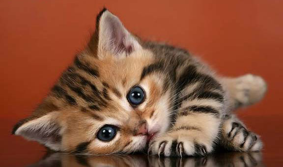 tumblr_nf8tn3B7S11u3abkpo1_1280