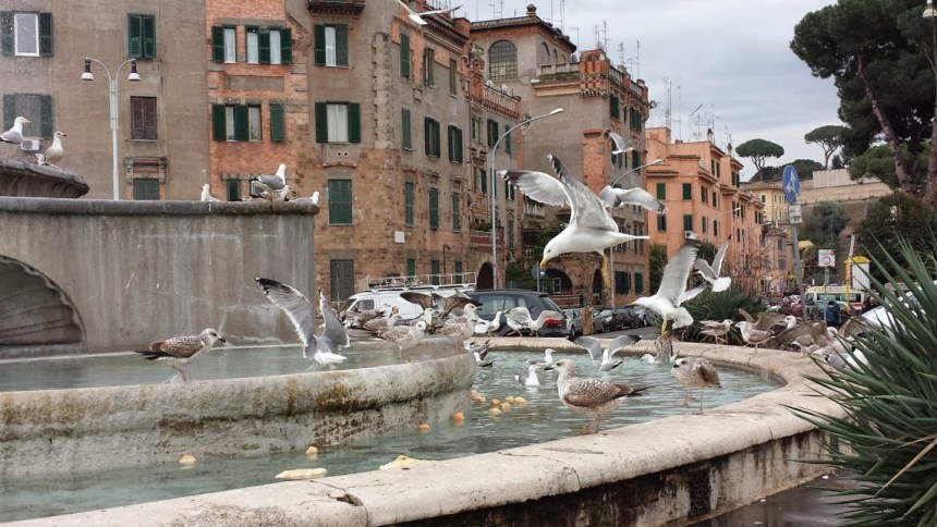 invasione gabbiani a roma 2