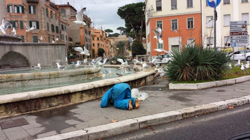 invasione gabbiani a roma 9