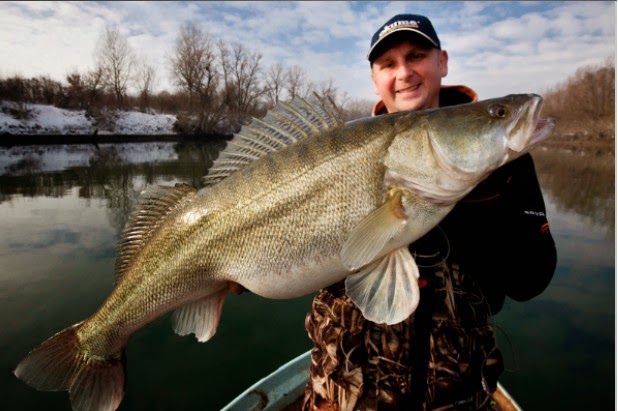 luccio luccioperca perca persico record gigante enorme croazia italia fiume fiumi sava po lobardia lago laghi garda tevere arno s.jpg
