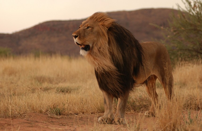leone-africano