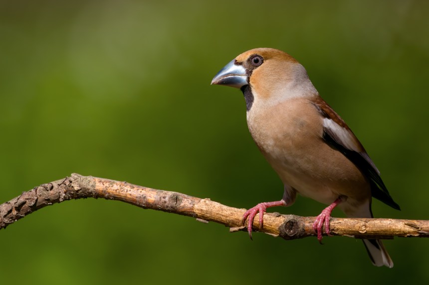 DSC05753-DeNoiseAI-raw-Edit copia